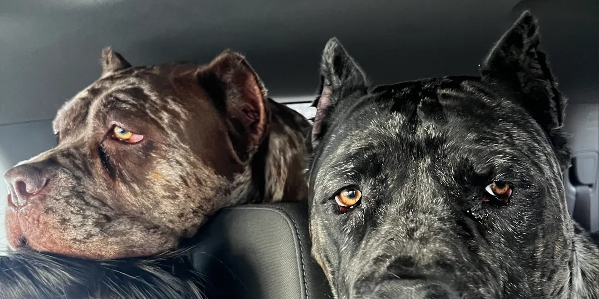 Pets being transported safely — photo 1