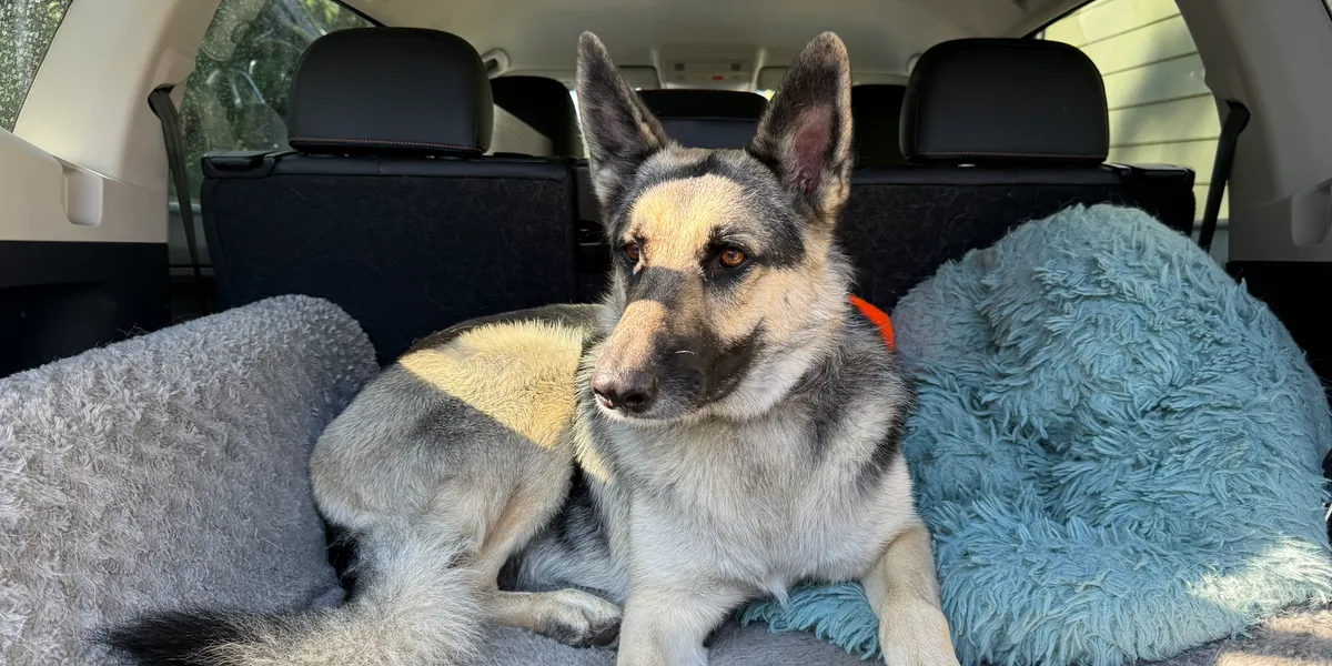 Pets being transported safely — photo 5