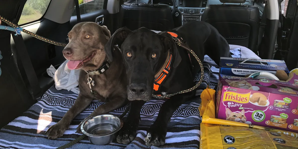 Pets being transported safely — photo 6