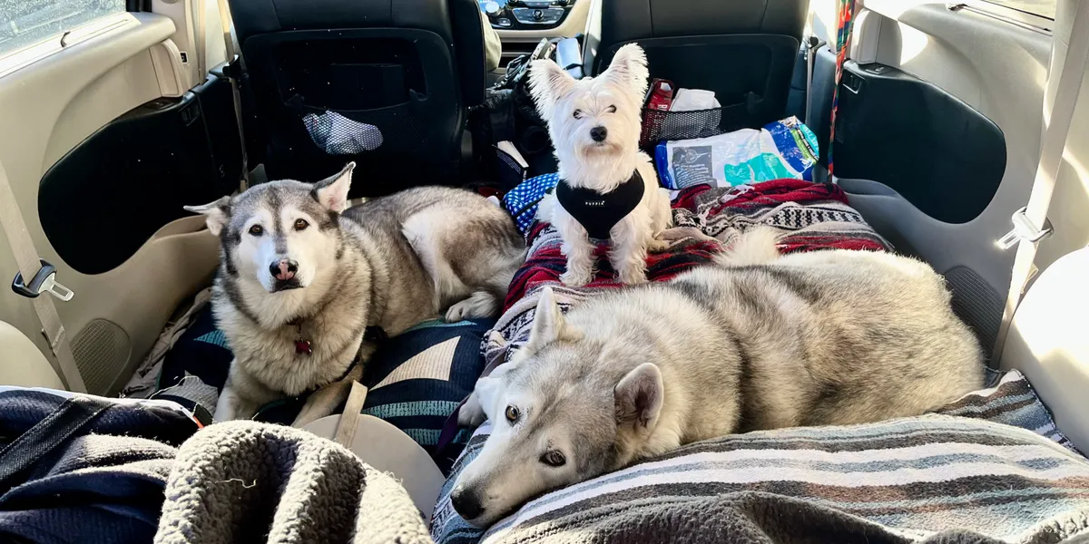 Pets being transported safely — photo 7