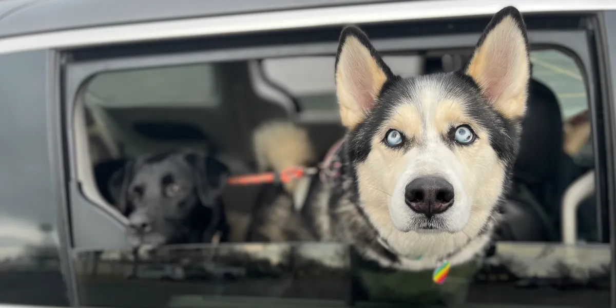 Pets being transported safely — photo 8