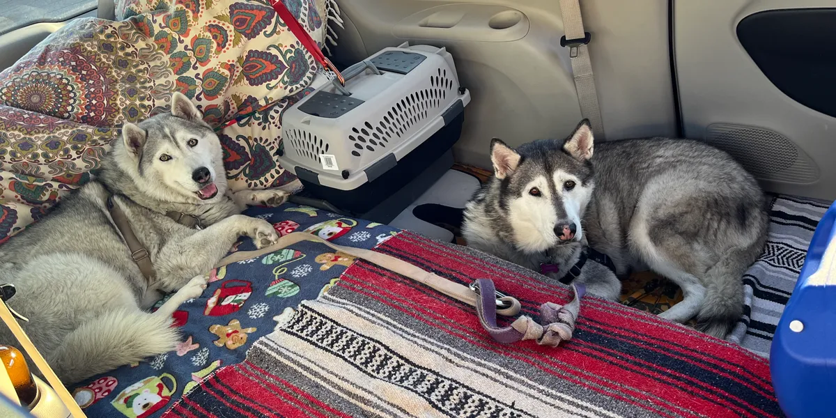 Pets being transported safely — photo 9