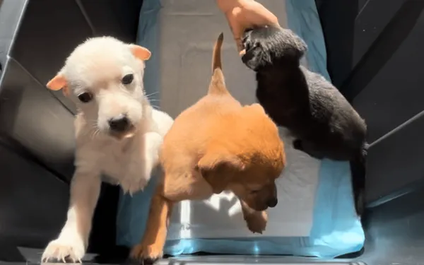 Puppy being carefully transported to new family