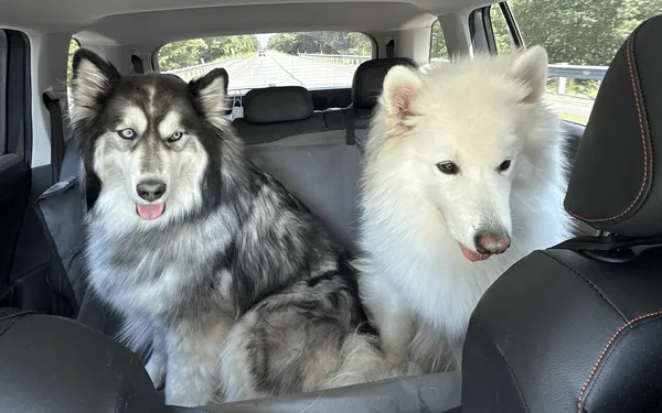 Family pet being transported to their new home