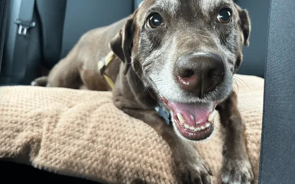 Rescue animal being transported to forever home
