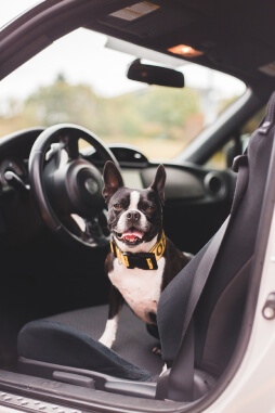 happy dog in car